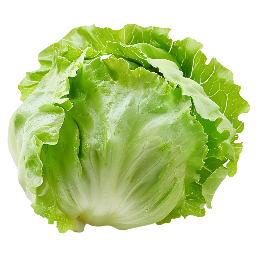 Ein knackiger Kopfsalat mit grünen Blättern.