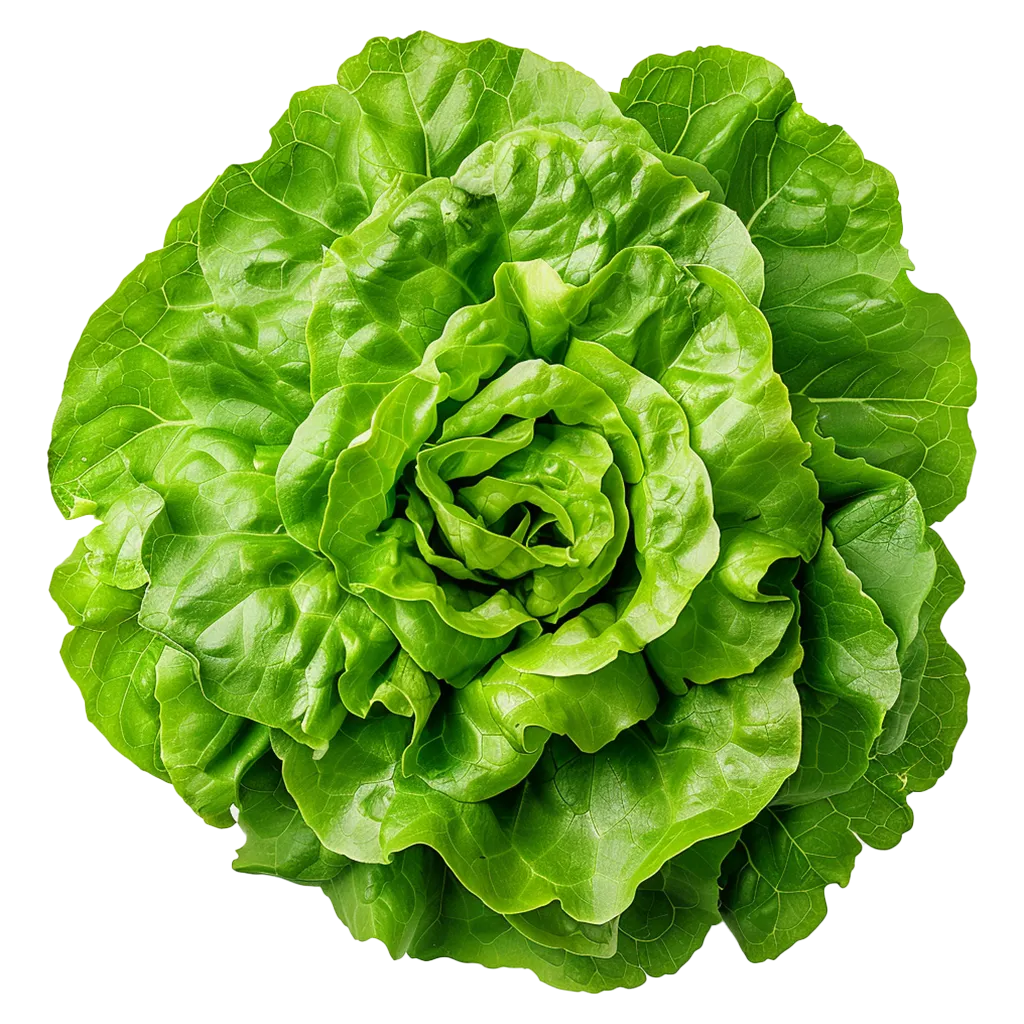 Ein grüner Kopfsalat von oben gesehen.