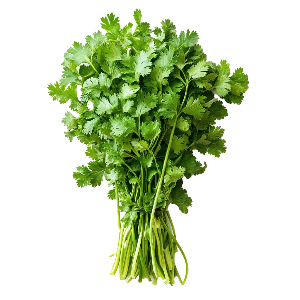 Ein Bund frischer Koriander mit grünen Blättern.