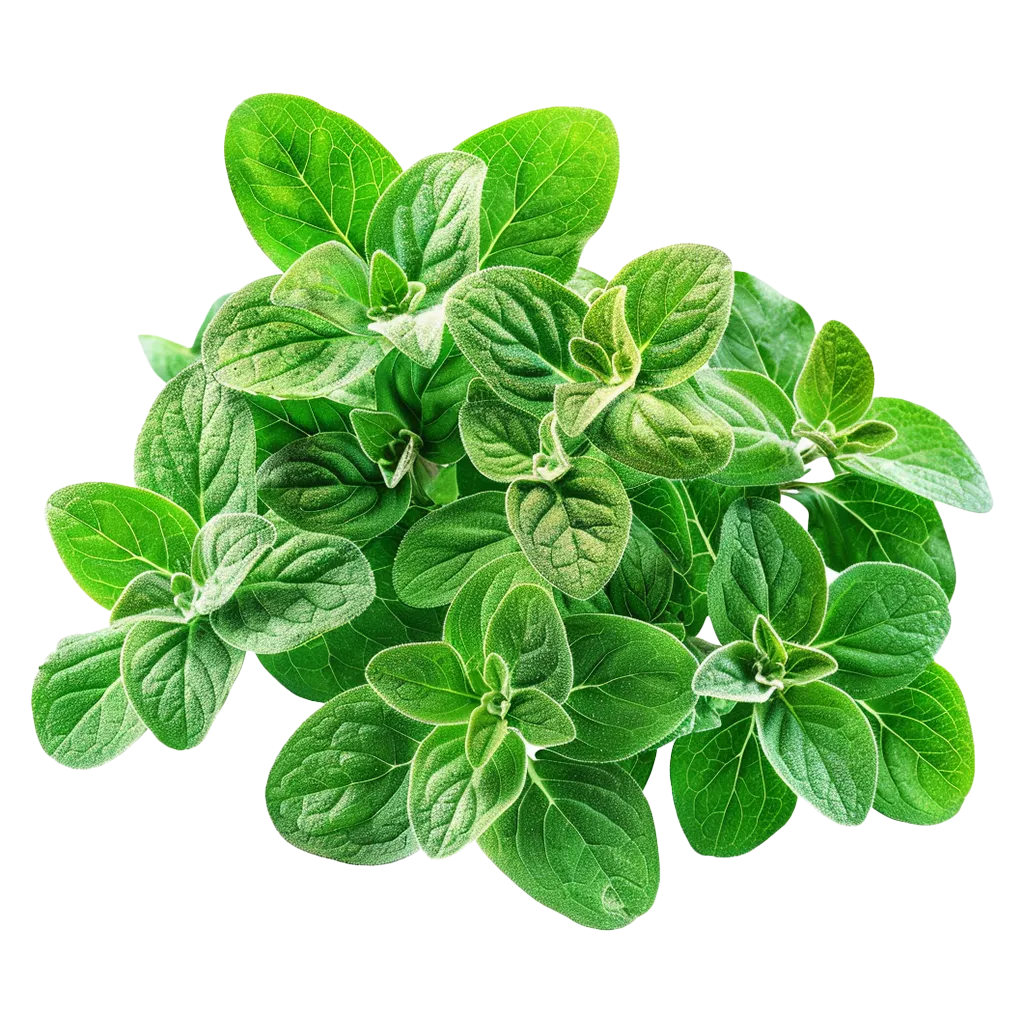 Ein Haufen frischer grüner Oreganoblätter.