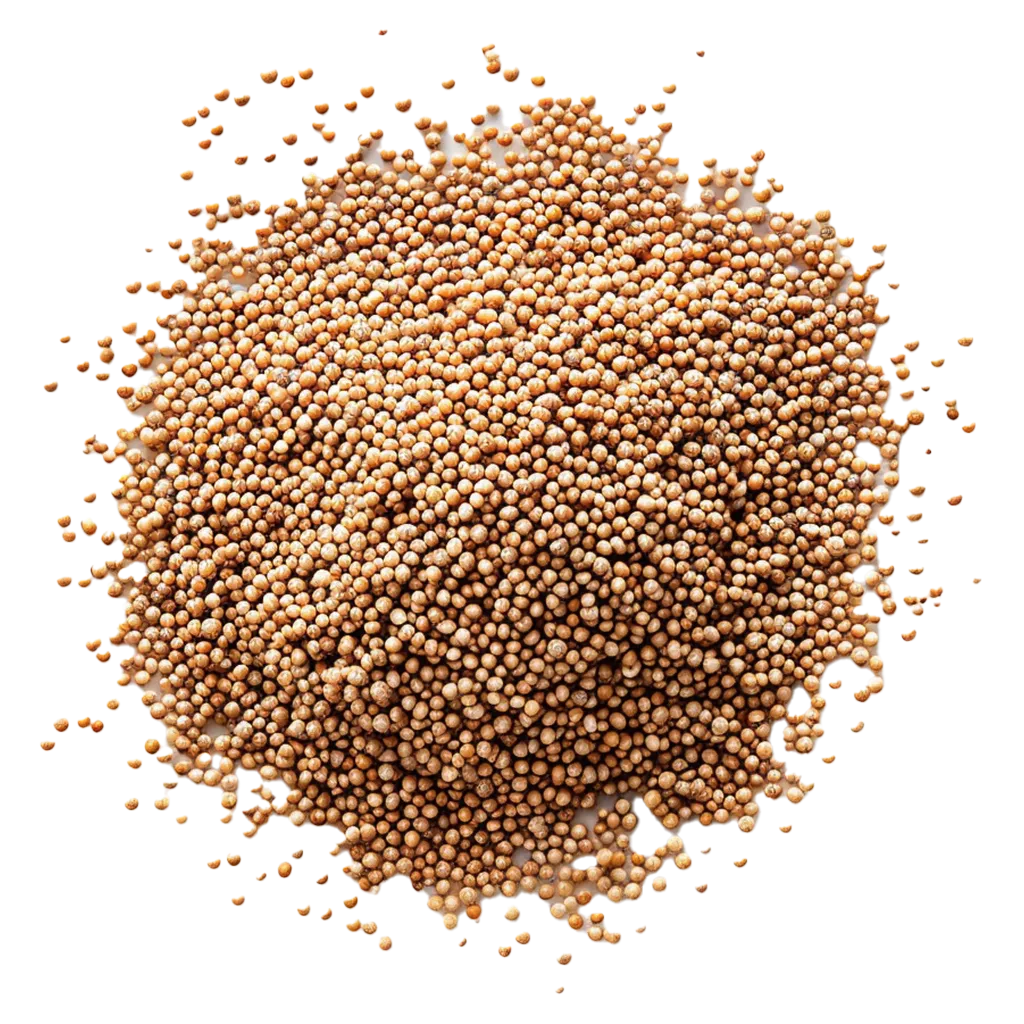 Ein Haufen Senfkörner auf schwarzem Hintergrund.