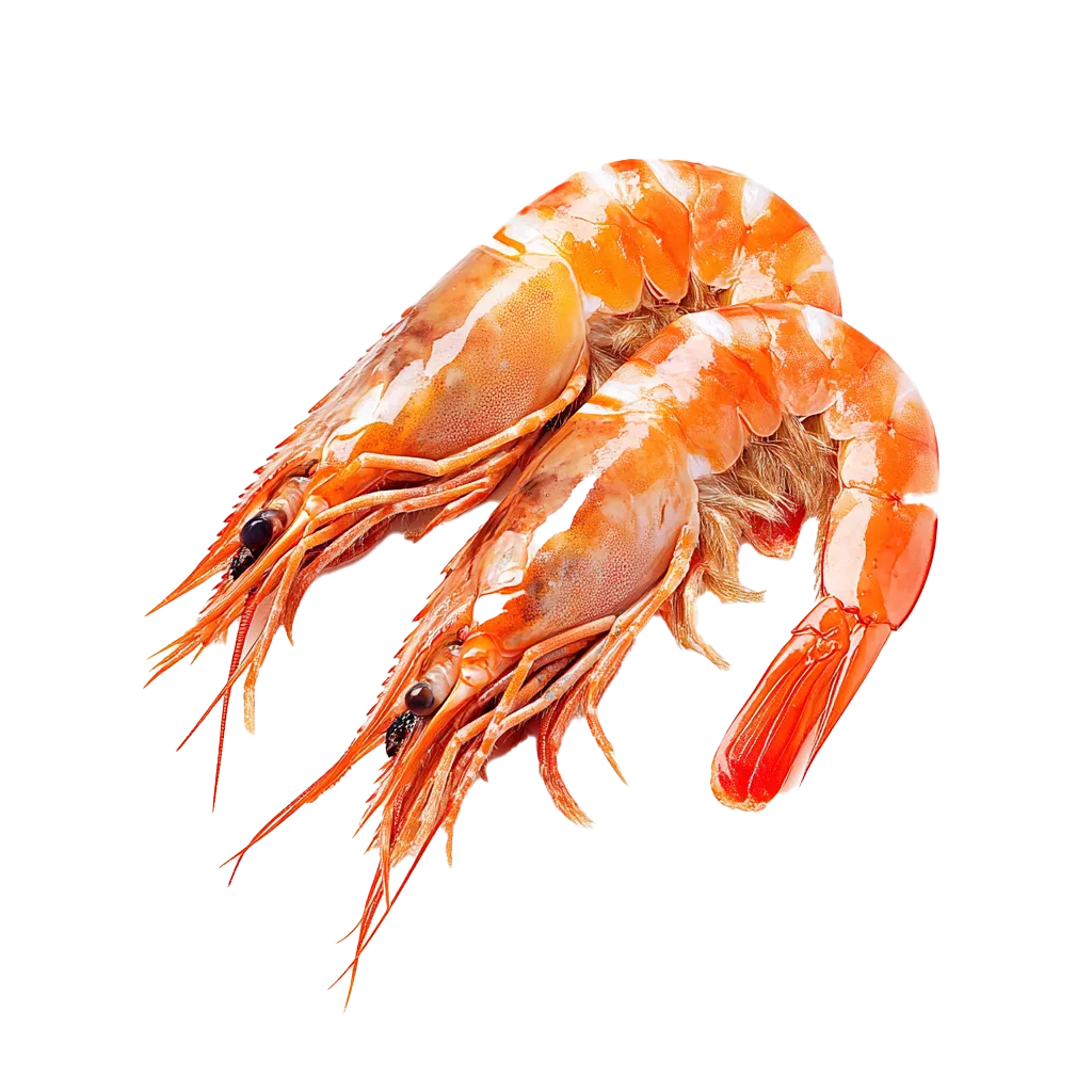 Zwei gekochte Garnelen auf schwarzem Hintergrund.